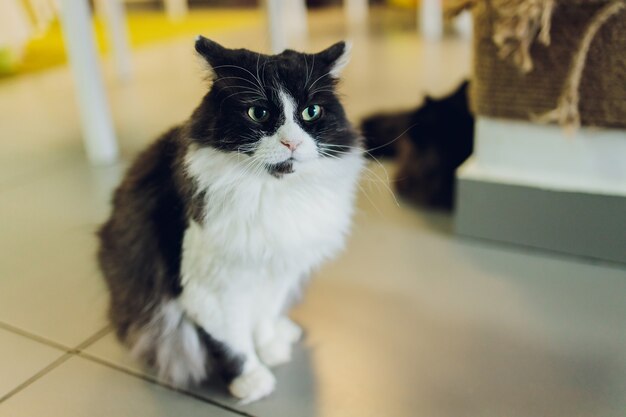 Adorable gato atigrado sentado en el piso de la cocina mirando a la cámara.