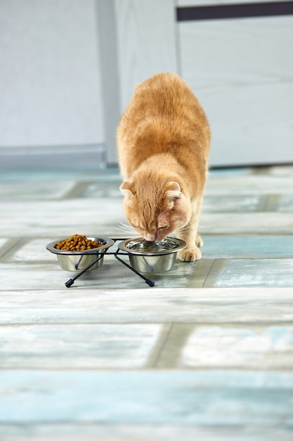 Adorable gato bebiendo agua en un recipiente de metal cerca de la comida crujiente seca en el interior de casa