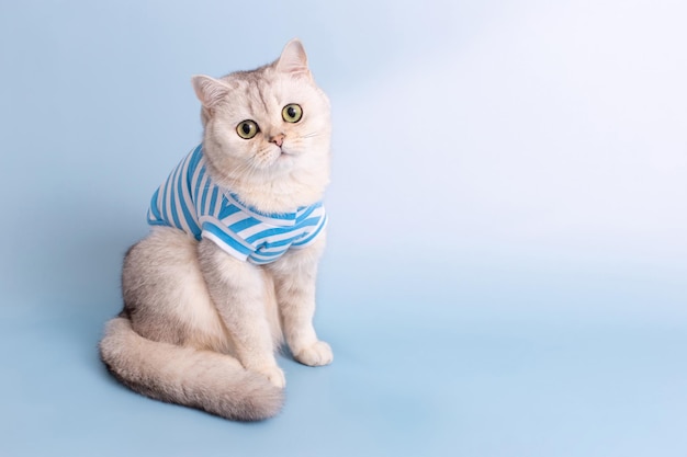 Adorable gato blanco con una camiseta de rayas azules sentada en un fondo azul claro