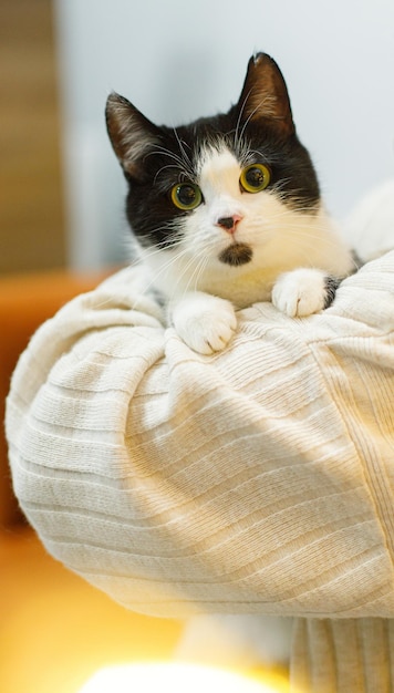 Adorable gato blanco y negro sentado en manos de una mujer en una habitación con luces de Navidad Concepto de adopción de mascotas Persona con un suéter acogedor abrazando a un lindo gato asustado con una emoción divertida