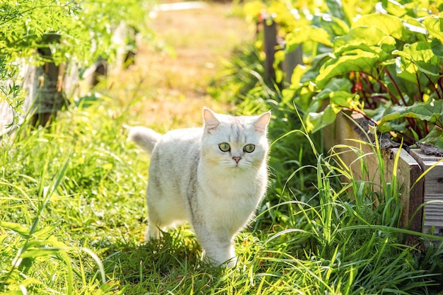 Adorable gato blanco de pura raza caminando cerca de una cama con hojas de remolacha verde en verano