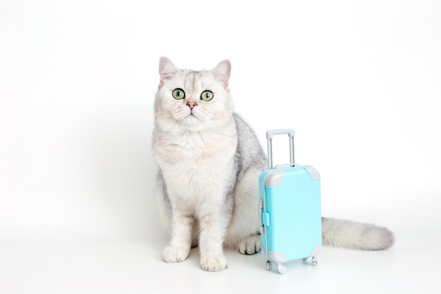 Adorable gato blanco se sienta con una maleta azul sobre un fondo blanco.