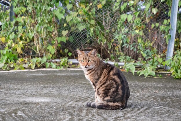 Adorable gato callejero atigrado