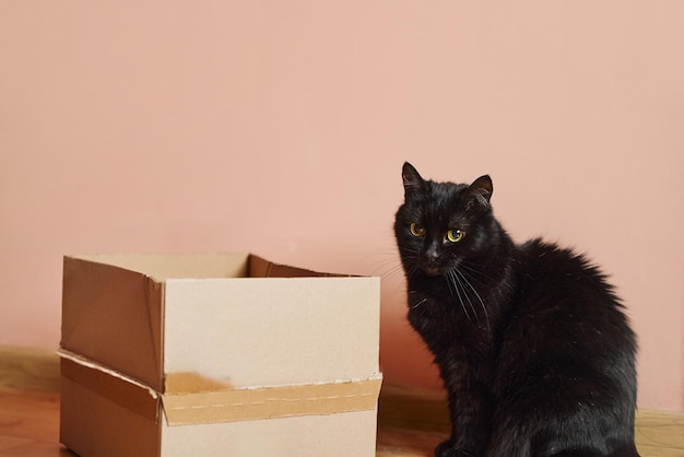 El adorable gato doméstico Blasck se sienta cerca de una caja de cartón