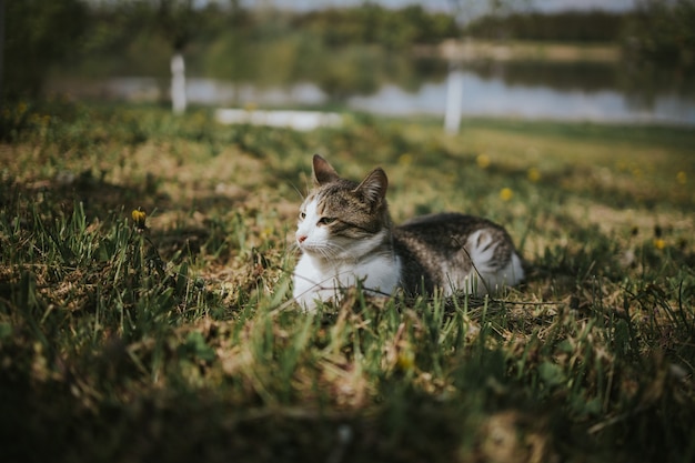 Adorable gato doméstico en un campo de hierba y flores