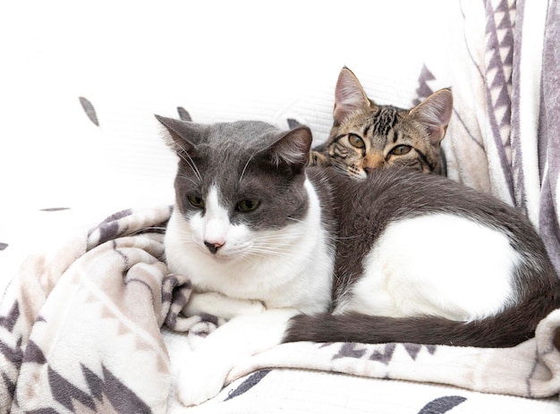 Un adorable gato gris y blanco y un gato americano acostados juntos en un sofá sobre una manta.