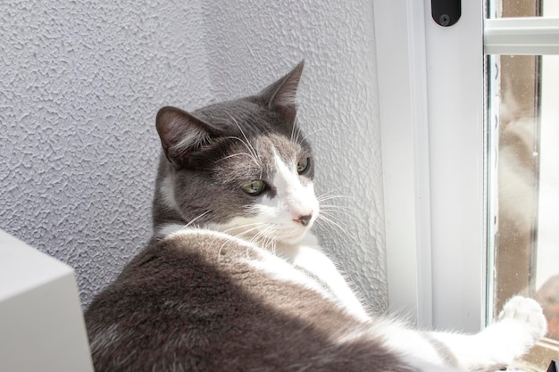 Un adorable gato gris y blanco tirado junto a una ventana dejando entrar la luz del sol