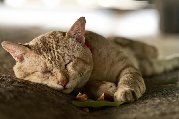 adorable gato jengibre durmiendo en el fondo de la calle