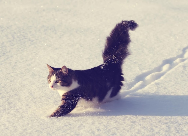 Adorable gato joven con una cola esponjosa en una cubierta de campo de nieve en invierno