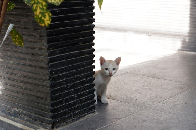 adorable gato lindo como fondo