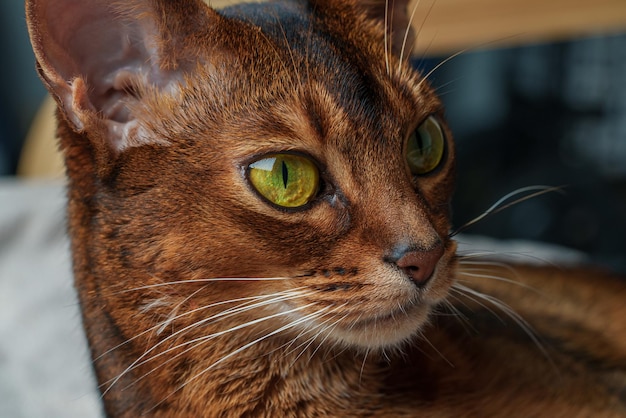 Adorable gato marrón con ojos verdes