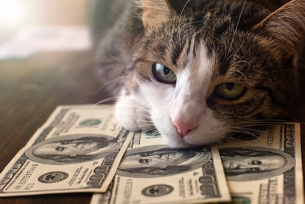 Adorable gato miente en billetes de un dólar