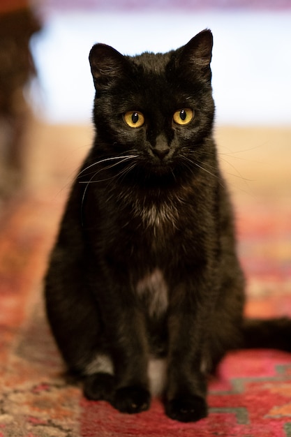 Adorable gato negro en la alfombra