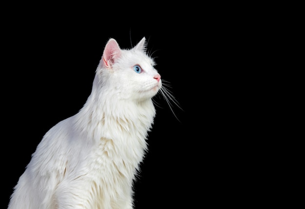 Adorable gato persa blanco