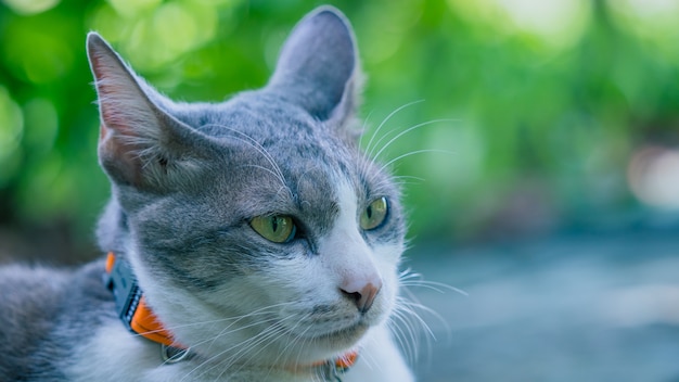 Adorable gato torpe