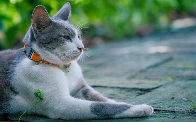 Adorable gato torpe