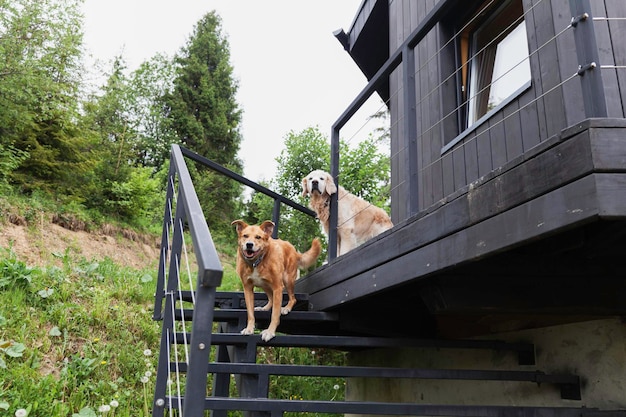 Adorable golden retriever y perros rojos de raza mixta al aire libre