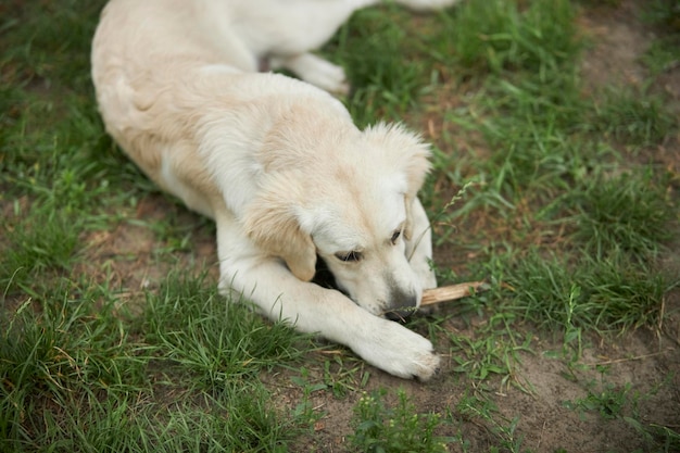 Adorable golden retriever sobre hierba verde, parque. golden retriever jugando en el césped del parque.