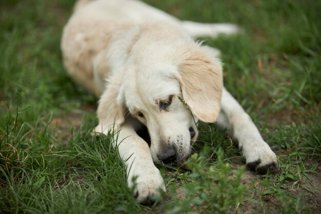 Adorable golden retriever sobre hierba verde, parque. golden retriever jugando en el césped del parque.