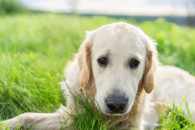 Adorable golden retriever tumbado sobre la hierba verde