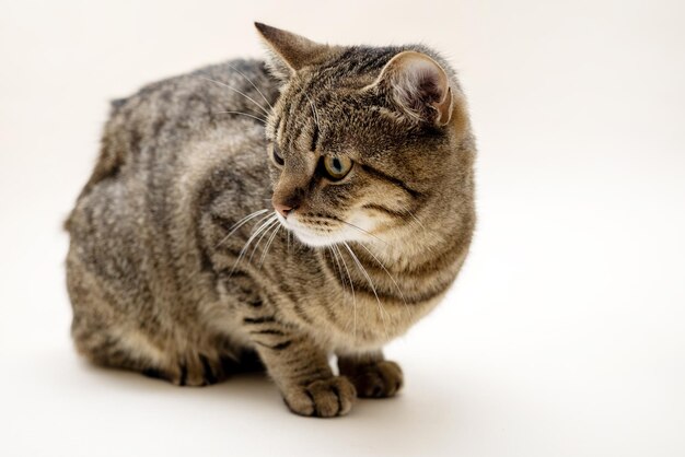 adorable hembra tabby gato gatito sentado orgulloso con comida seca aislado en beige o gris hermoso