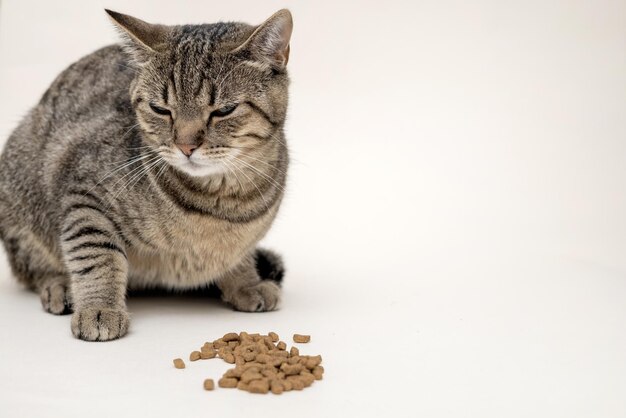 Foto adorable hembra tabby gato gatito sentado orgulloso con comida seca aislado en beige o gris hermoso