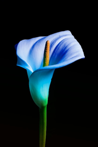 Adorable hermosa flor de lirio de cala en negro