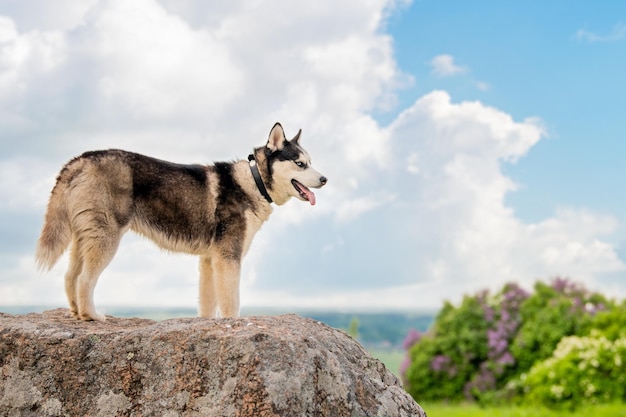 Un adorable Husky siberiano se alza sobre una montaña con el telón de fondo de un paisaje panorámico y un perro del cielo sobre un fondo natural