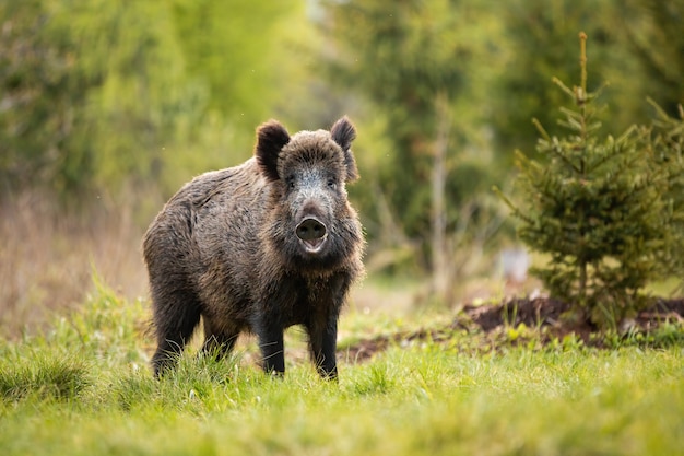 Adorable jabalí, sus scrofa posando y sonriendo a la cámara en el bosque