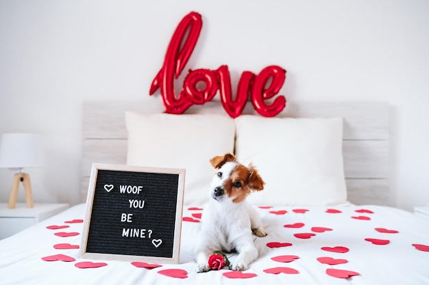 Foto adorable jack russell perro en la cama en casa por la tabla de letras woof usted sea mío concepto de san valentín