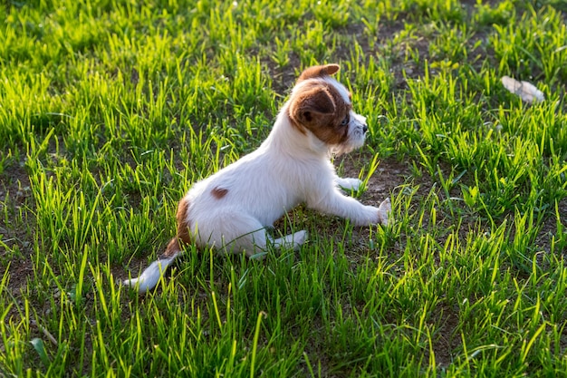 Adorable joven cachorro Jack Russell terrier sobre hierba