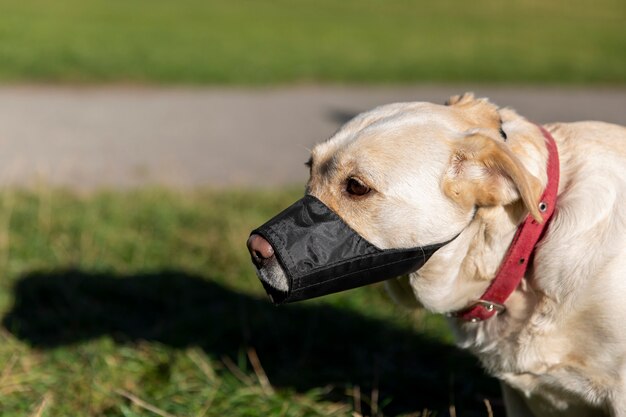 Foto adorable labrador con hocico al aire libre