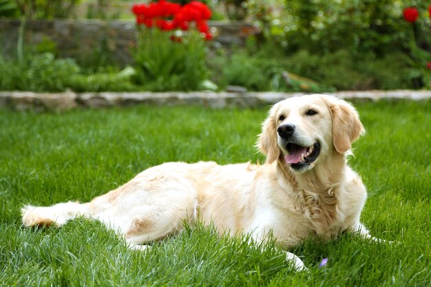 Adorable Labrador tumbado en la hierba verde al aire libre