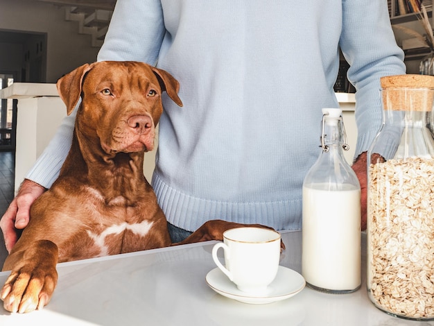 Adorable, lindo cachorro y guapo preparando un desayuno saludable