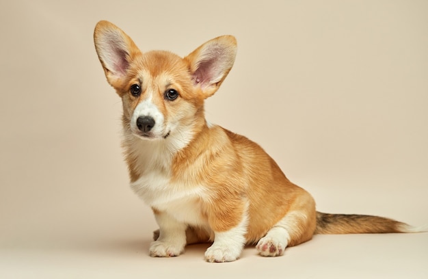 Foto adorable lindo cachorro welsh corgi pembroke