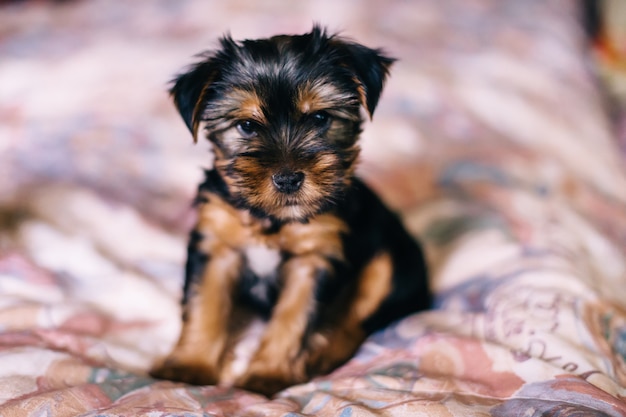 Adorable y lindo cachorro del Yorkshire Terrier en la cama
