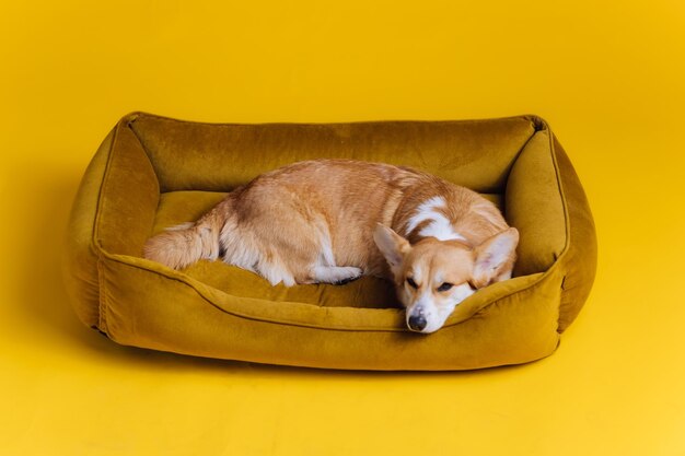 Adorable lindo Welsh Corgi Pembroke durmiendo y relajándose en la cama del perro sobre fondo amarillo del estudio La raza más popular del concepto de publicidad de perros