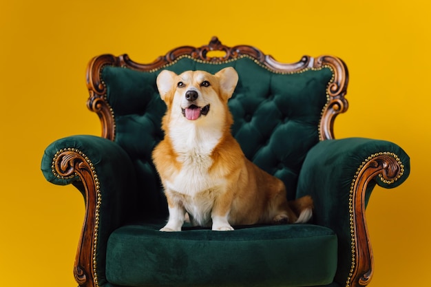 Adorable lindo Welsh Corgi Pembroke sentado en una silla real sobre fondo de estudio amarillo Raza de perro más popular