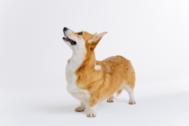 Adorable lindo Welsh Corgi Pembroke sentado sobre fondo blanco y mirando al lado La raza de perro más popular