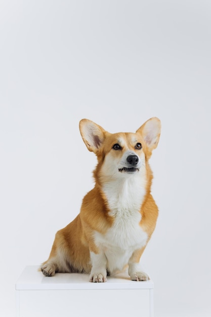 Adorable lindo Welsh Corgi Pembroke sentado sobre fondo blanco y mirando al lado La raza de perro más popular