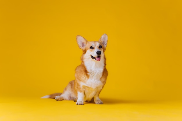 Adorable lindo Welsh Corgi Pembroke sentado sobre fondo de estudio amarillo Raza de perro más popular