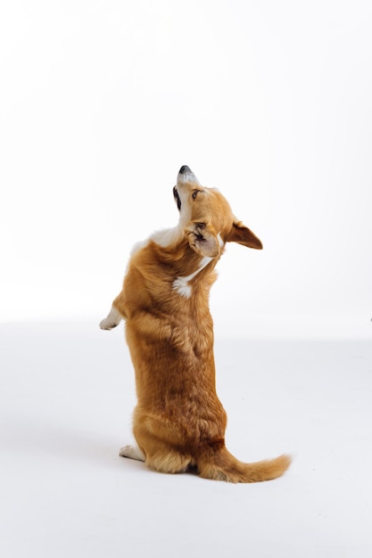 Adorable lindo Welsh Corgi Pembroke se para sobre sus patas traseras sobre fondo blanco de estudio La raza de perro más popular