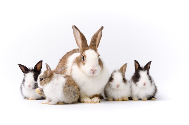 Adorable madre con cuatro conejos bebé aislado