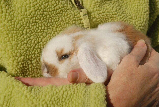 adorable_mascota_bebe_conejito_conejo