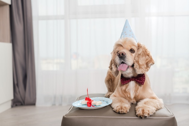 Adorable mascota cocker spaniel se acuesta en un puf ottaman con plato y delicioso hueso cubierto por una cinta roja, con sombrero de cono de fiesta en casa, perro sacando la lengua para el presente