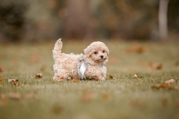 Adorable mezcla de maltés y caniche Cachorro o perro Maltipoo corriendo y saltando alegremente en el parque A