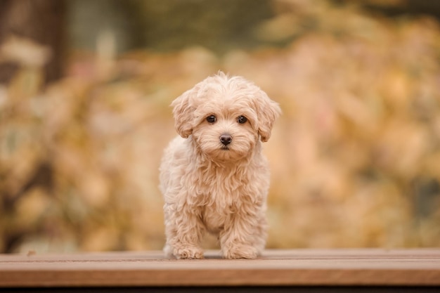 Adorable mezcla de maltés y caniche Perro cachorro o maltipoo en el parque