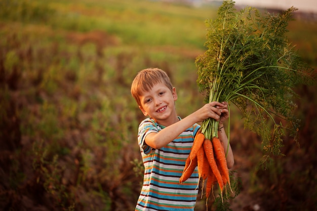 Adorable niño niño recogiendo zanahorias en jardín doméstico en la puesta de sol