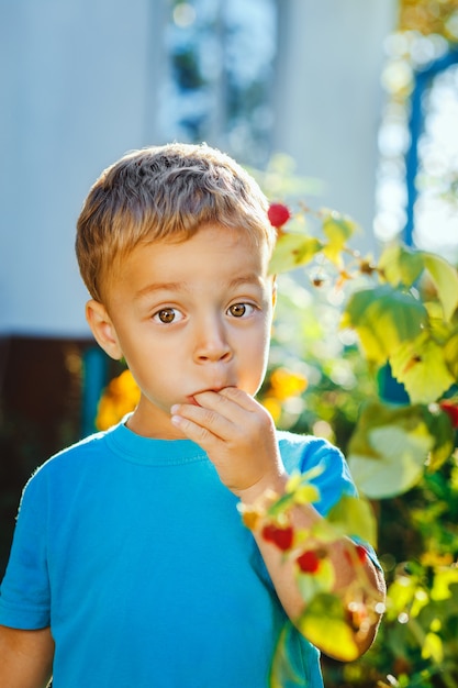 Adorable niño pequeño come frambuesas