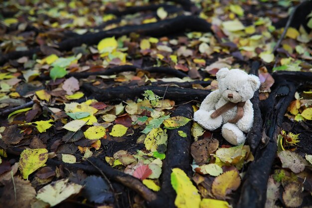 Adorable oso de peluche marrón con hoja de arce amarilla en la cabeza se asienta sobre hojas secas de naranja